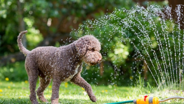 How to safely make the most of your invisible fence this summer